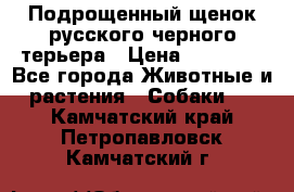 Подрощенный щенок русского черного терьера › Цена ­ 35 000 - Все города Животные и растения » Собаки   . Камчатский край,Петропавловск-Камчатский г.